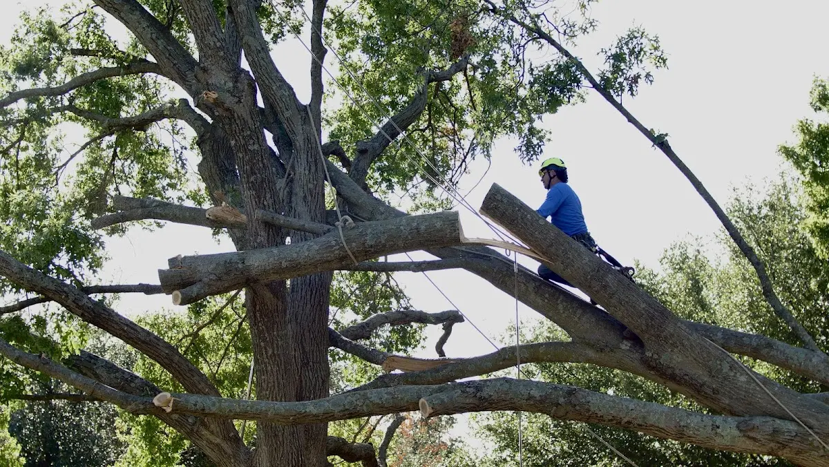 Professional Crown Thinning performed by certified arborists in Whitefield